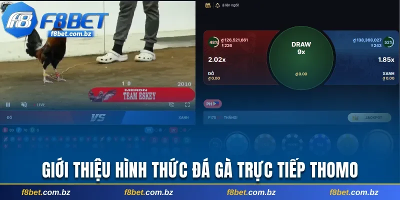 Tổng quan về đá gà trực tiếp Thomo hấp dẫn