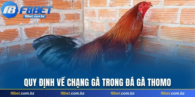 Quy định về trọng lượng và chiều cao trong đá gà Thomo