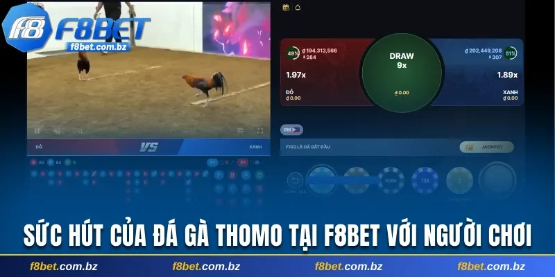 Sức hút của đá gà Thomo tại F8bet với người chơi