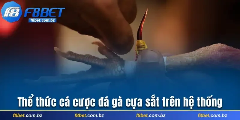 Thể thức cá cược đá gà cựa sắt trên hệ thống