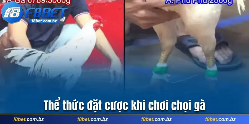 Thể thức đặt cược khi chơi chọi gà